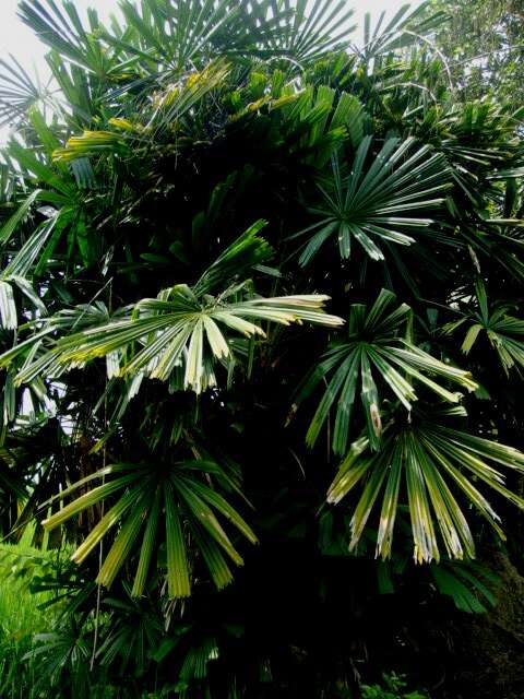 Image of Mangrove fan palm