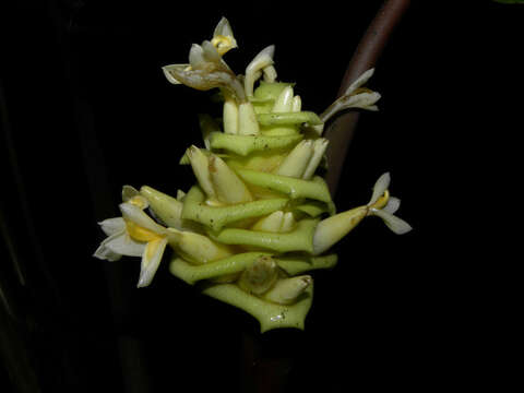 Image of Goeppertia vinosa (H. Kenn.) Borchs. & S. Suárez