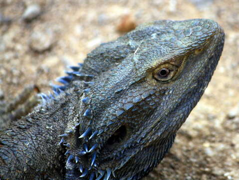 Image of Bearded Dragon