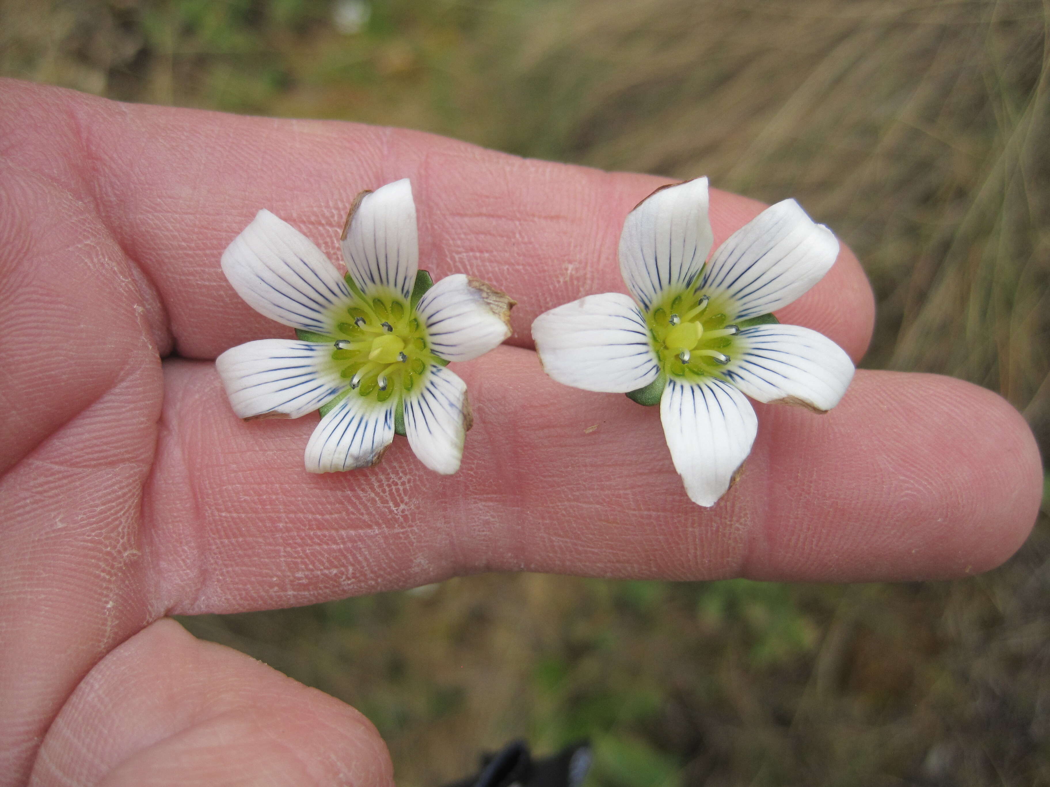 Image of Swertia crassiuscula Gilg