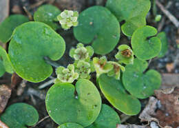 Imagem de Dichondra carolinensis Michx.