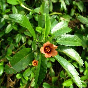 Image of bracted fanpetals