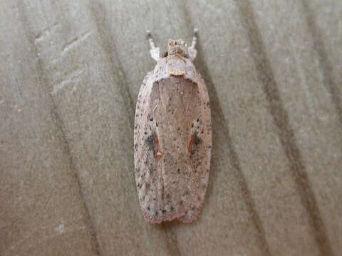 Image of Agonopterix ocellana Fabricius 1775