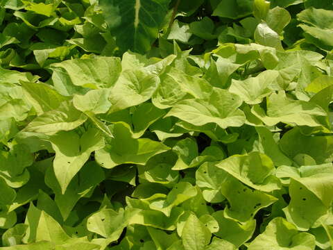 Image of sweet potato