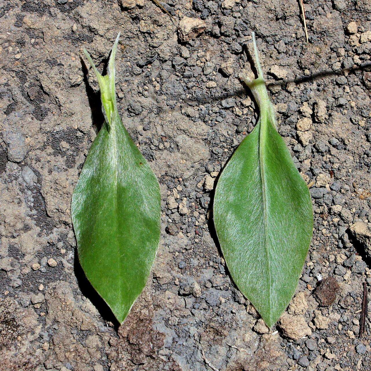 Image of Lupinus velutinus Benth.