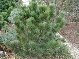 Image of Pine