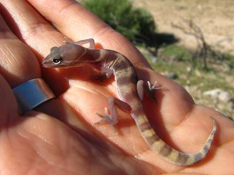 Image of Coleonyx variegatus utahensis Klauber 1945