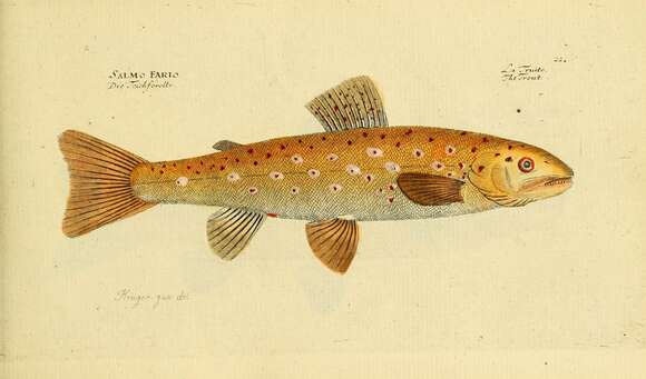 Image of Brown Trout