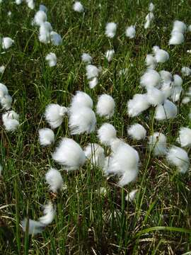 Image of Hare's-tail cottongrass