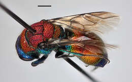 Image of sapygid wasps