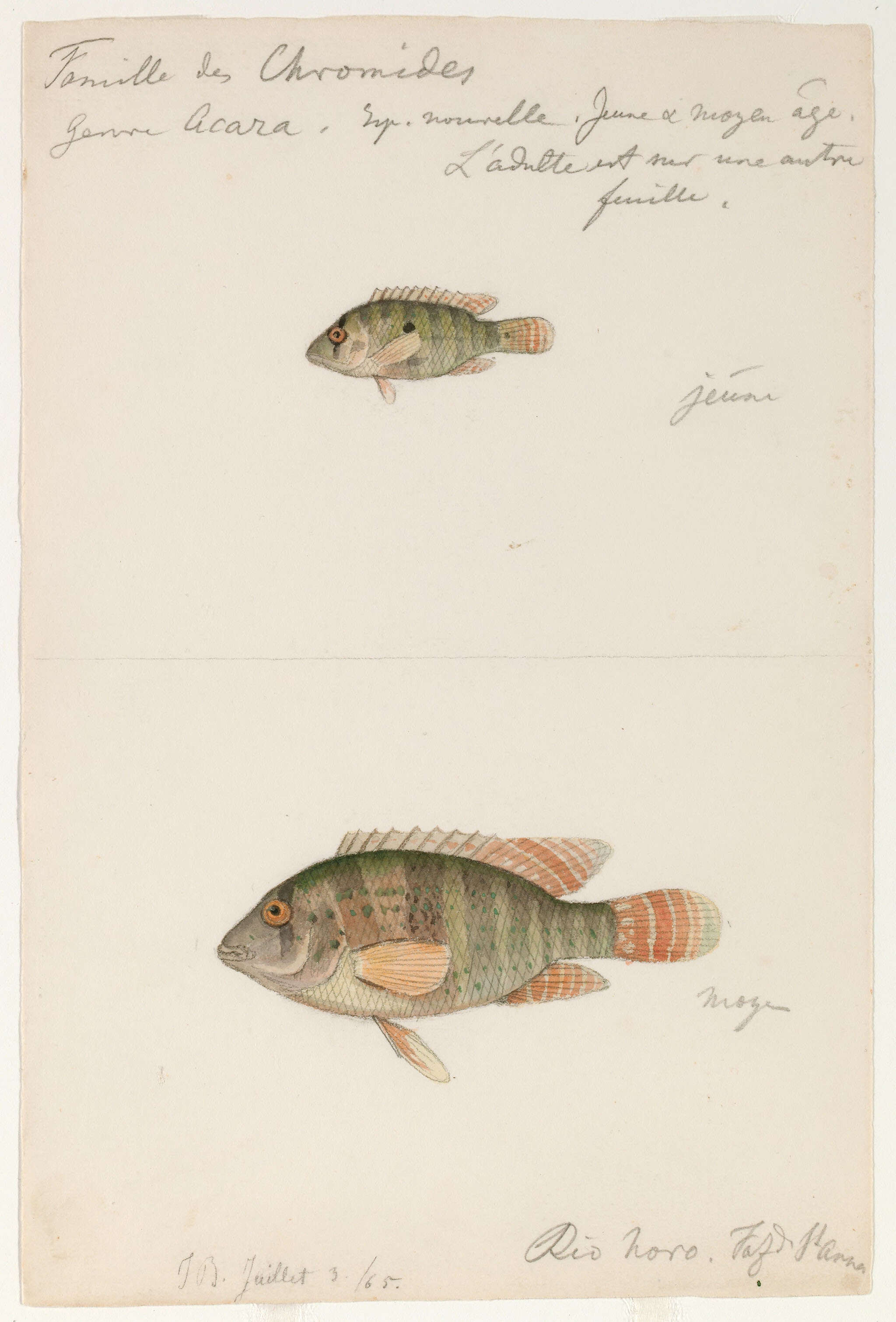 Image of Geophagus