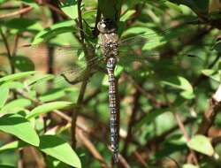 Image of hawker dragonfly