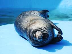 Image of Mediterranean Monk Seal