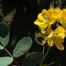 Senna cumingii var. coquimbensis (Vogel) H. S. Irwin & Barneby resmi