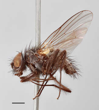 Image of Thricops innocuus (Zetterstedt 1838)