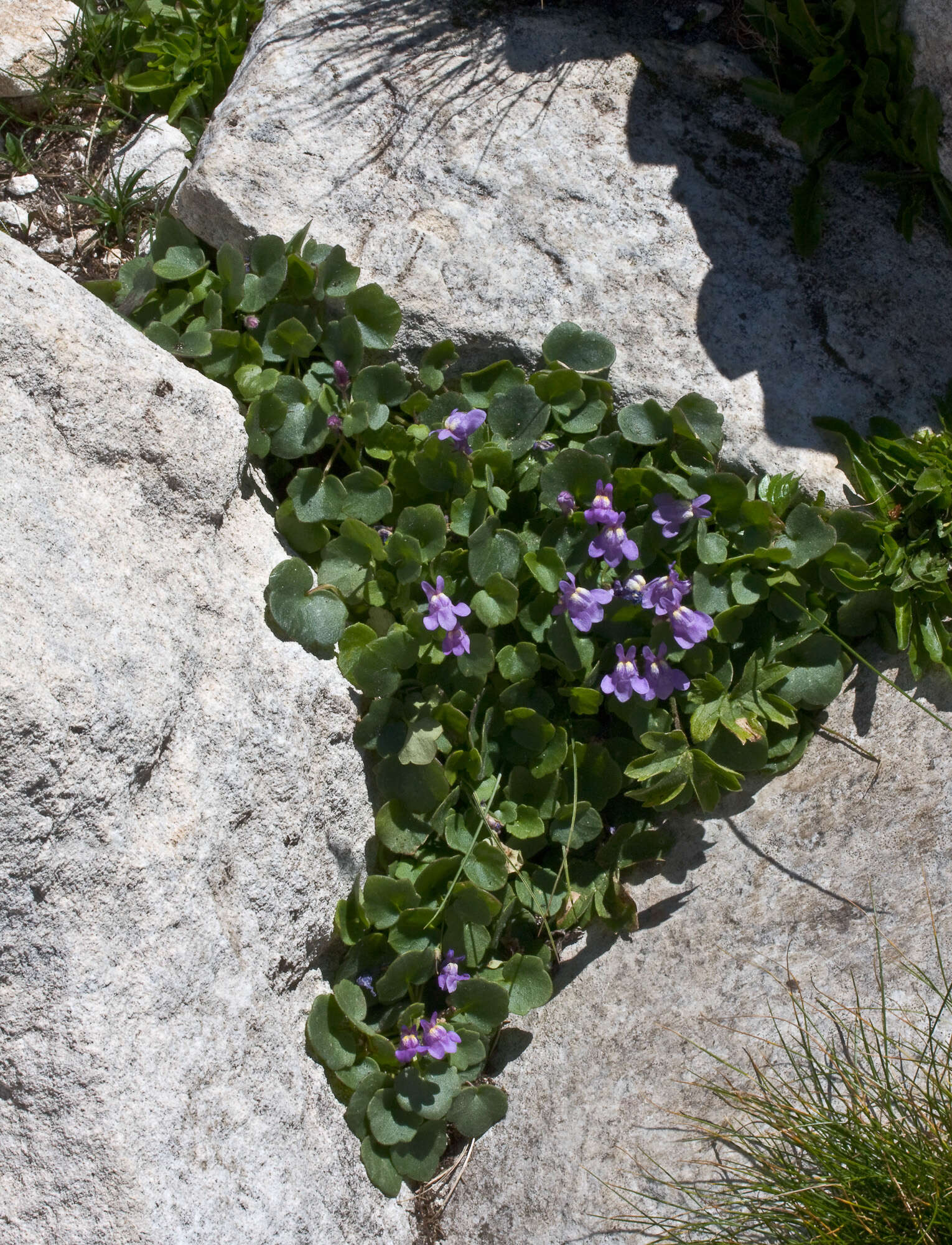 Image of Italian toadflax