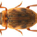 صورة Nebrioporus canaliculatus (Lacordaire 1835)