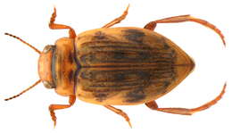 صورة Nebrioporus canaliculatus (Lacordaire 1835)