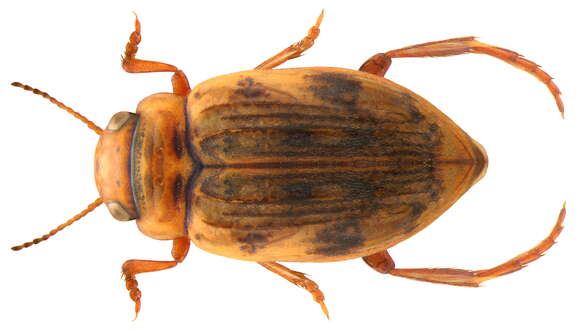 صورة Nebrioporus canaliculatus (Lacordaire 1835)