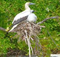 Image of Red-footed Booby