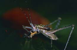 Image of Phricta