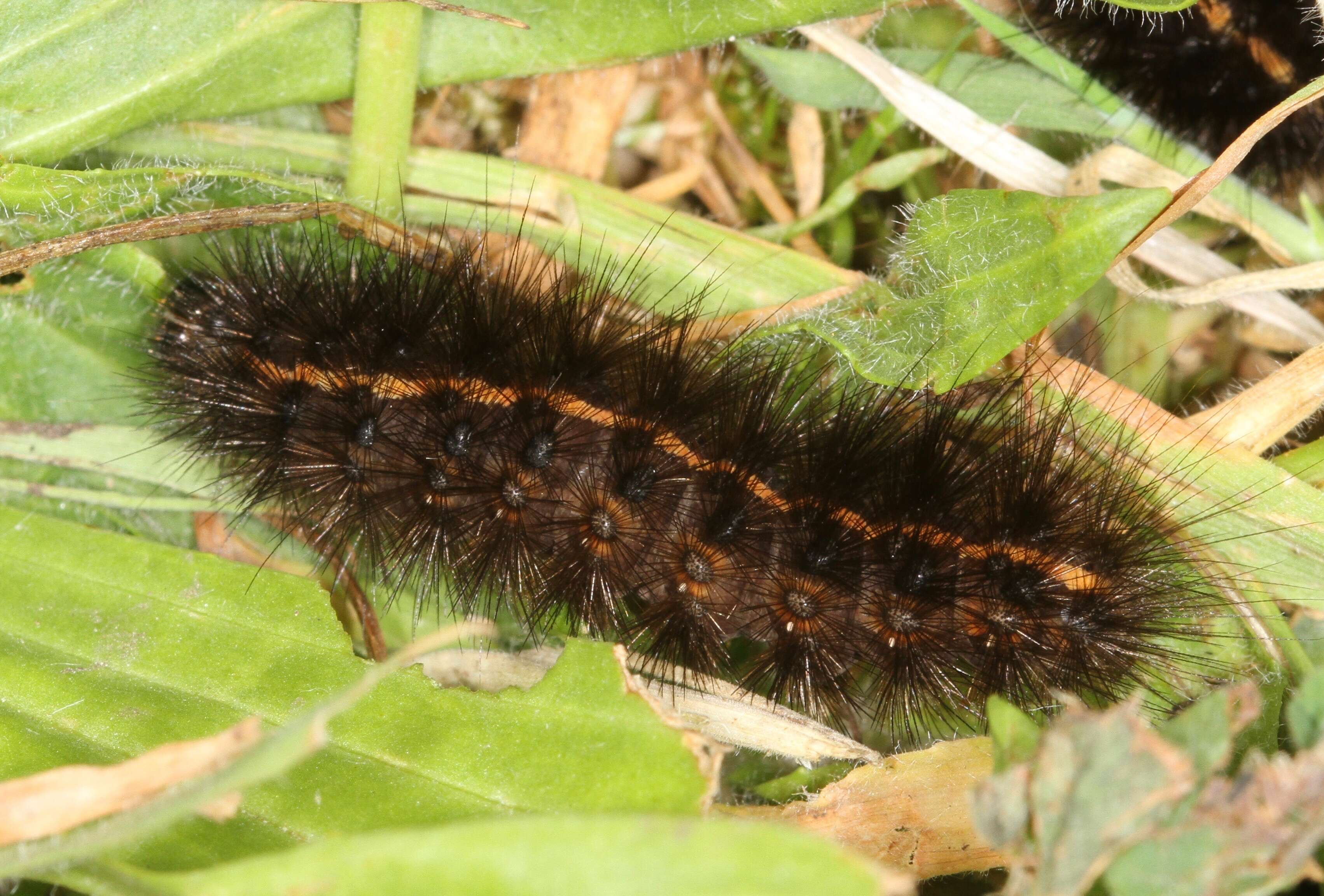 Image of Spilosoma Curtis 1825