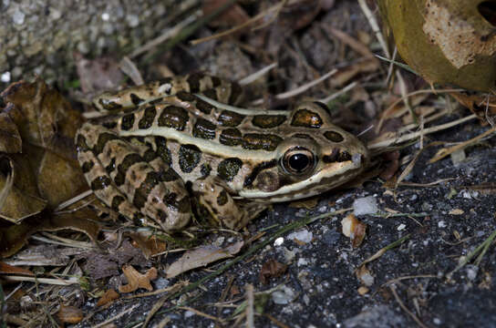 Image of pickerel frog