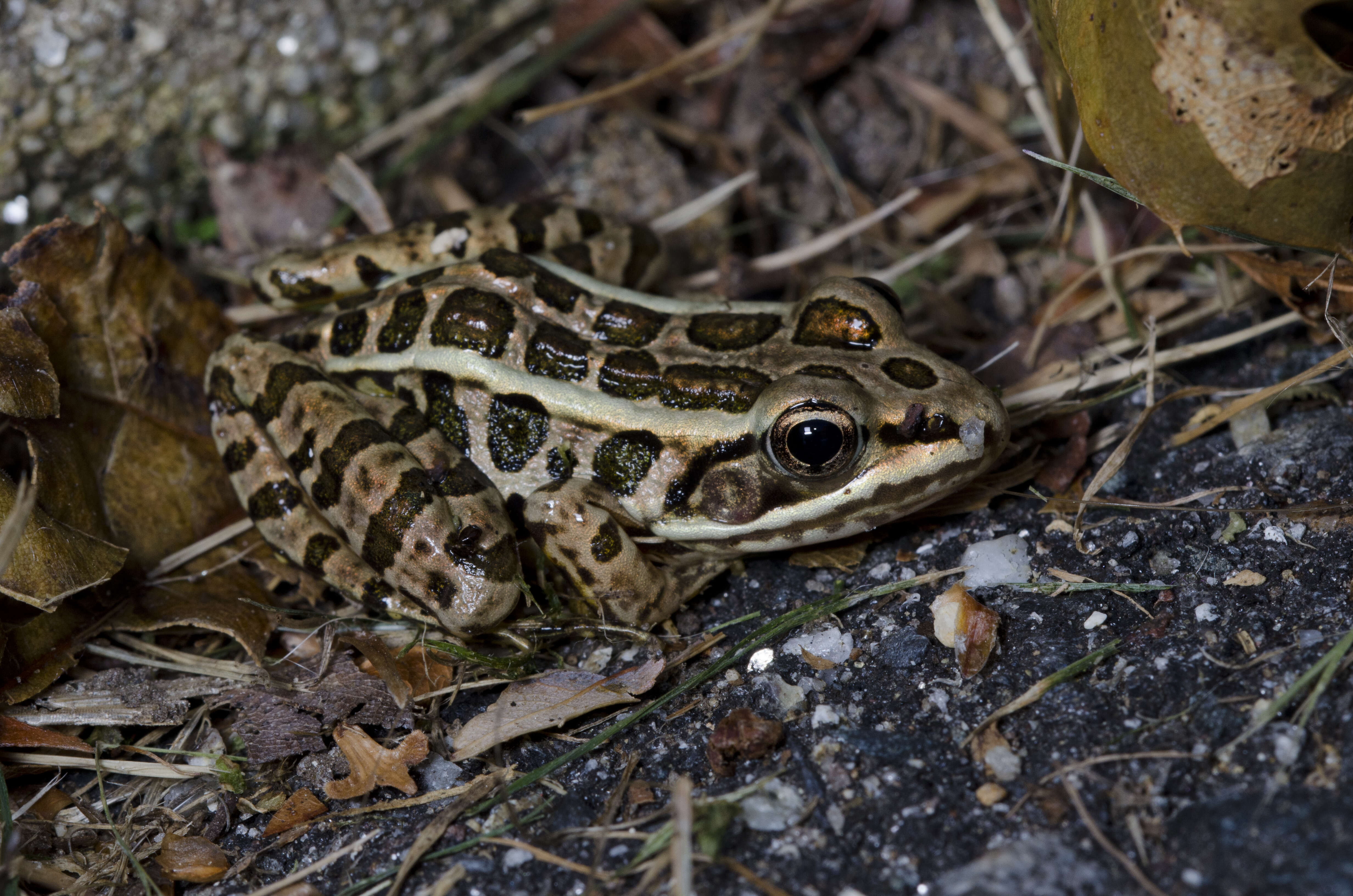 Imagem de Lithobates palustris (Le Conte 1825)