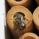 Sivun Sinimuurarimehiläinen kuva