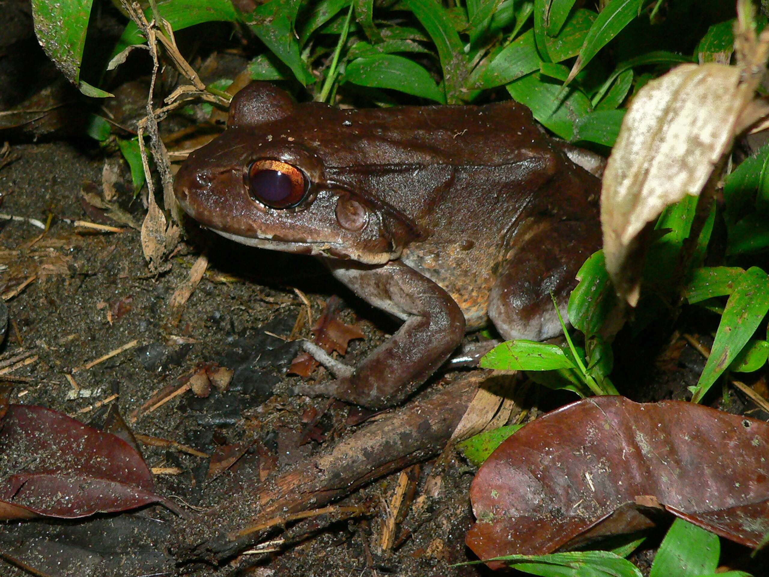 Image of Leptodactylinae Werner 1896