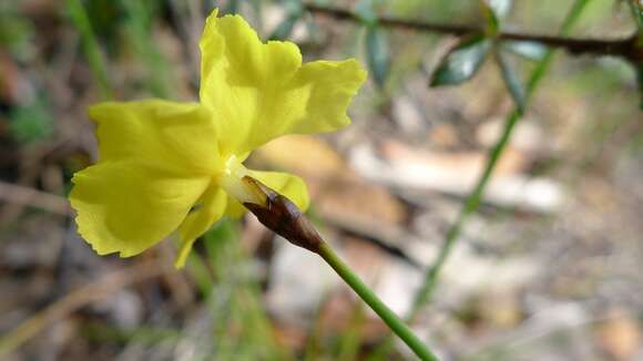 Слика од Xyris gracilis R. Br.