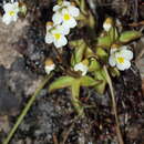 Image of Alpine Butterwort