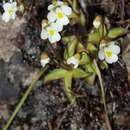 Image de Pinguicula alpina L.