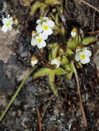 Image of Pinguicula alpina L.