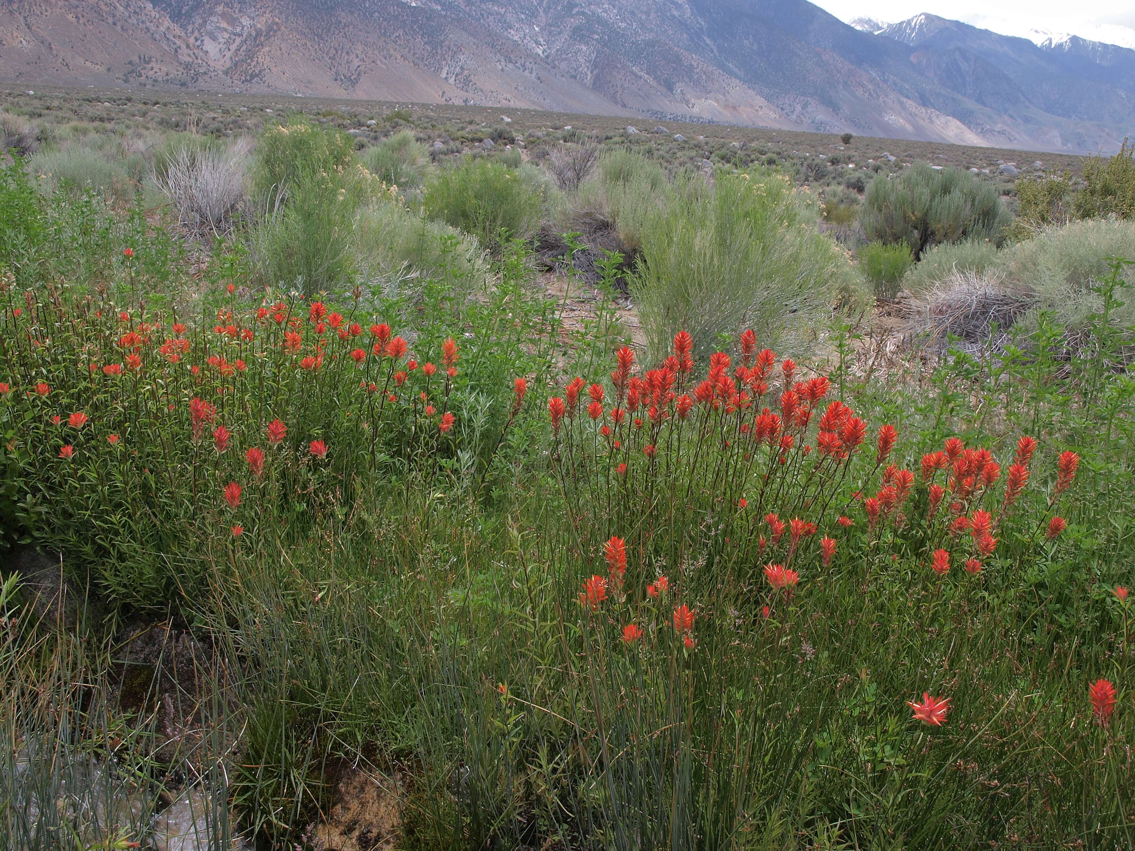 Image of giant red Indian paintbrush