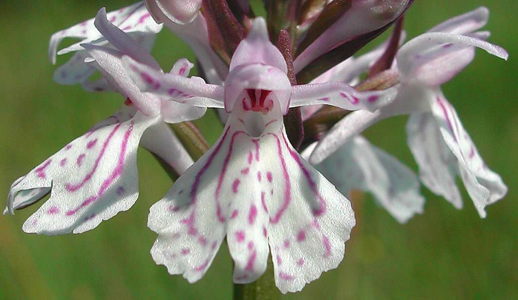 Image de Dactylorhiza maculata subsp. maculata