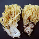 Ramaria cystidiophora (Kauffman) Corner 1950 resmi