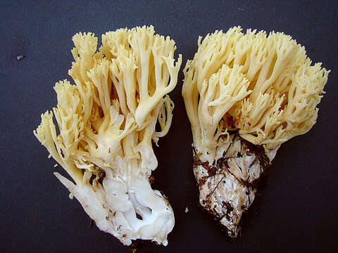 Image de Ramaria cystidiophora (Kauffman) Corner 1950