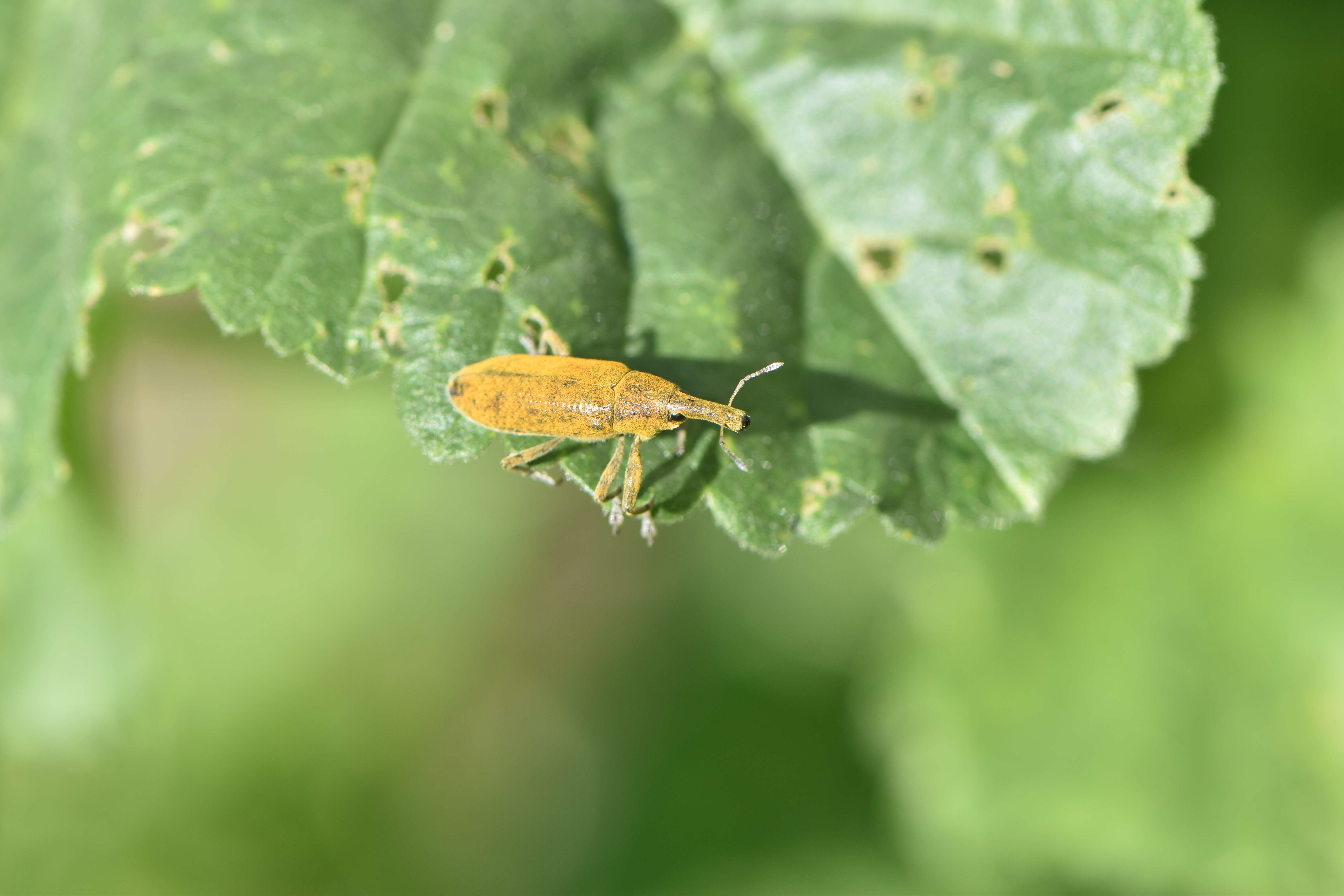 Слика од Lixus pulverulentus (Scopoli & J. A. 1763)