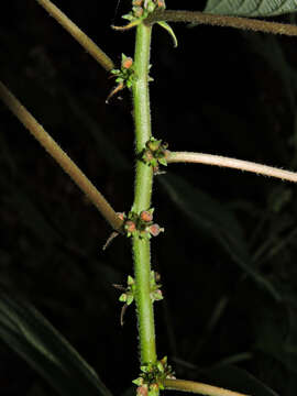 Image of Pouzolzia guatemalana (Bl.) Wedd.