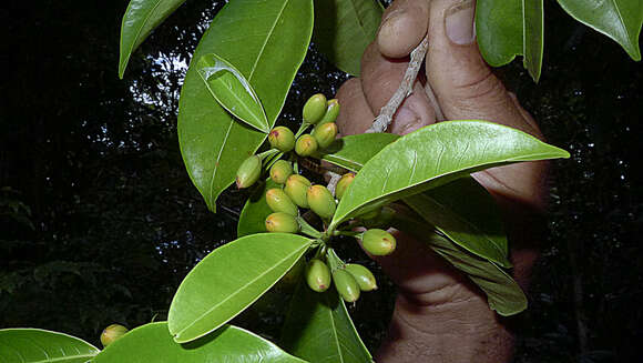 Image of Erythroxylum squamatum Sw.