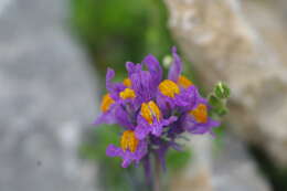 Image of Alpine toadflax