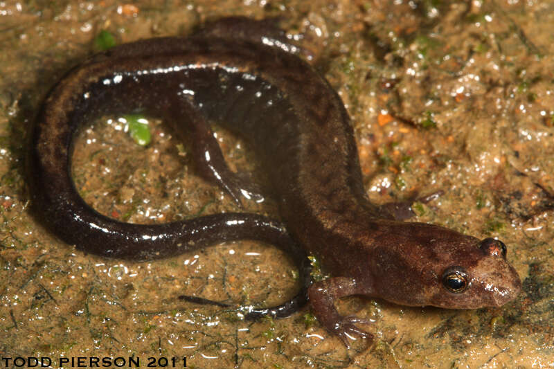 Image of dusky salamanders