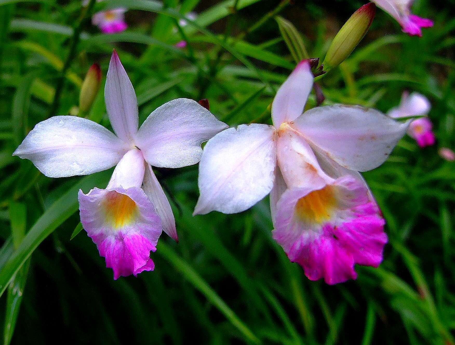 Image of Bamboo orchid