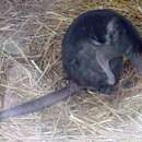 Image of Greater Forest Wallaby
