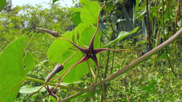 Image of Oxypetalum harleyi (Fontella & Goyder) Farin.