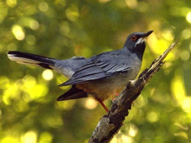 Image of Red-legged Thrush