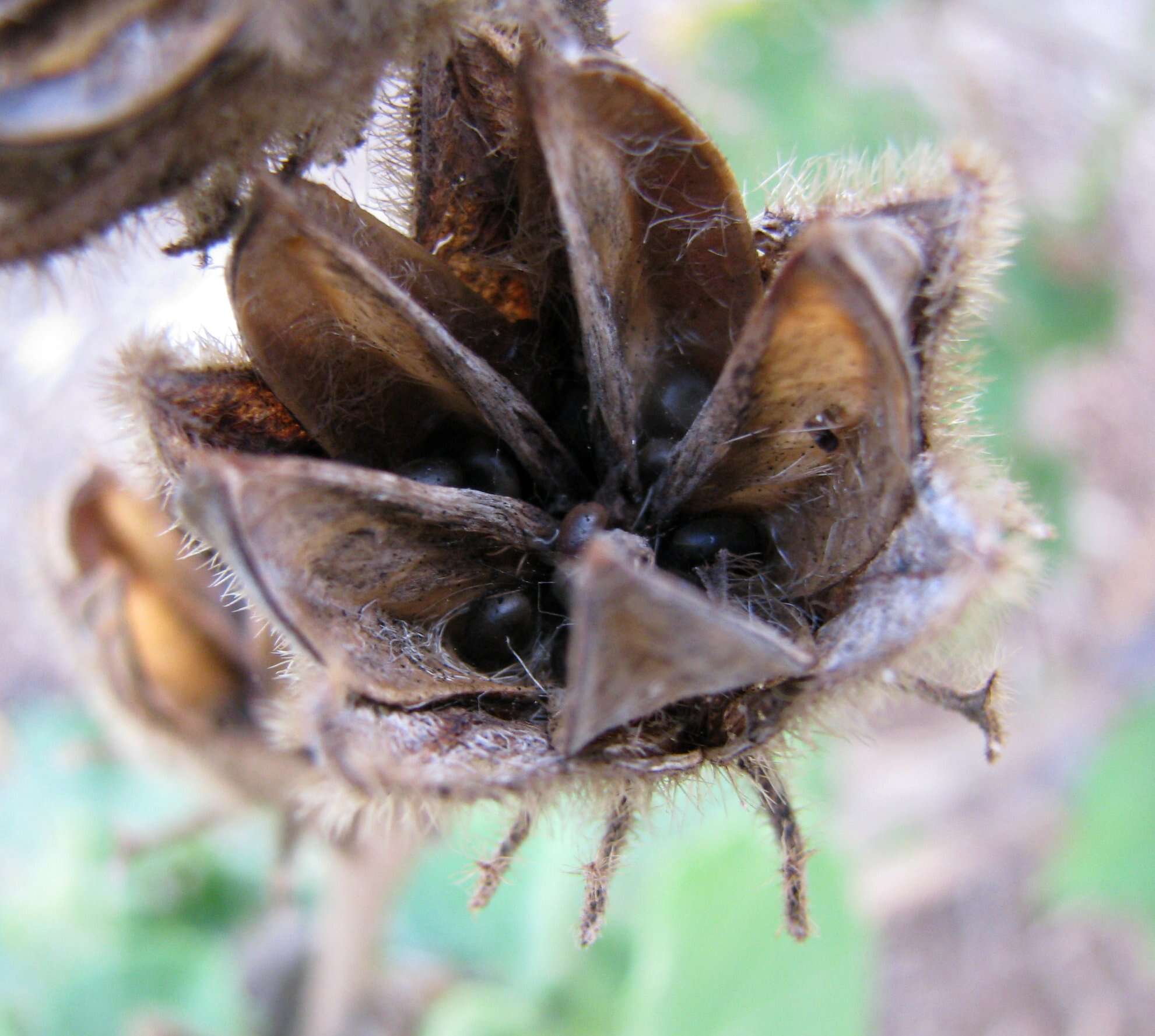 Sivun Hibiscus furcellatus Desr. kuva