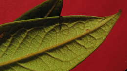 Image of Diospyros gaultheriifolia Mart. ex Miq.