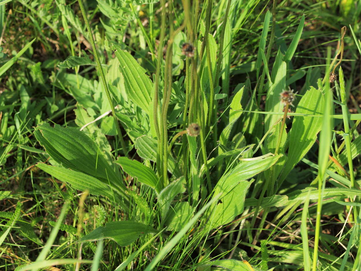 Image of plantain